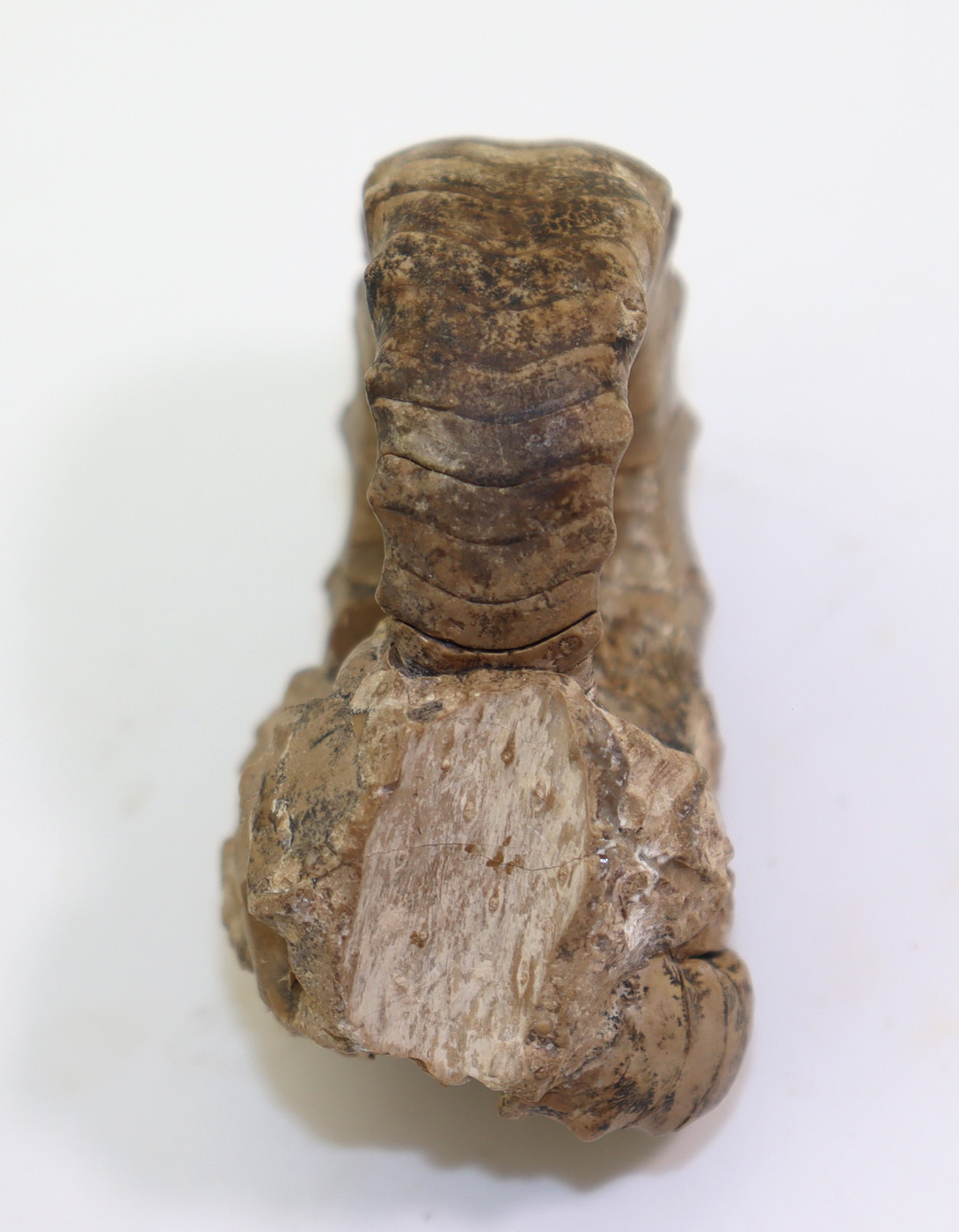 Metacoceras subquadratum (RUZHENCEV & SHIMANSKI) – Bild 8
