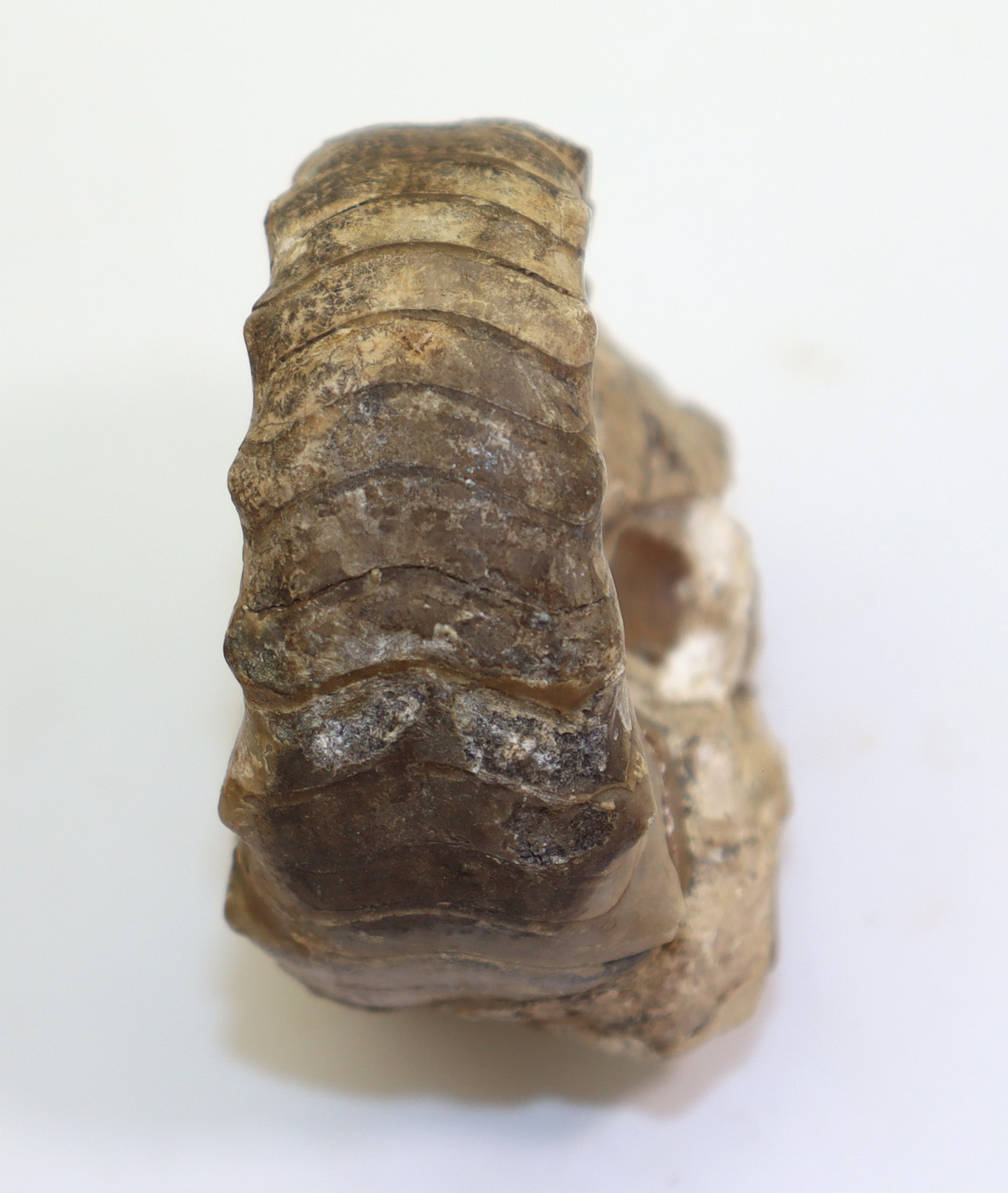 Metacoceras subquadratum (RUZHENCEV & SHIMANSKI) – Bild 9