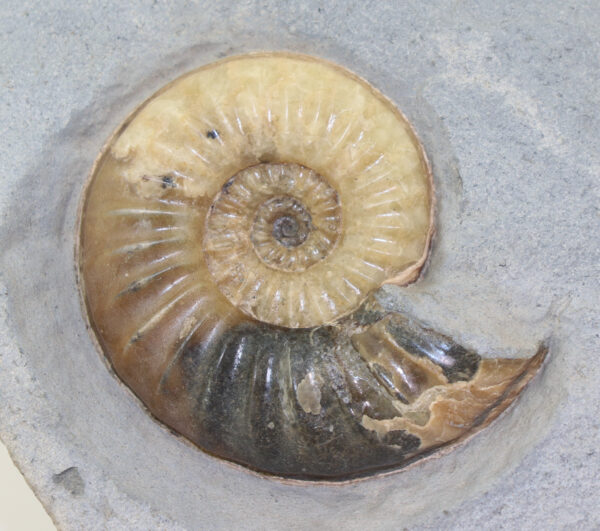 Asteroceras obtusum (SOWERBY) – Bild 3