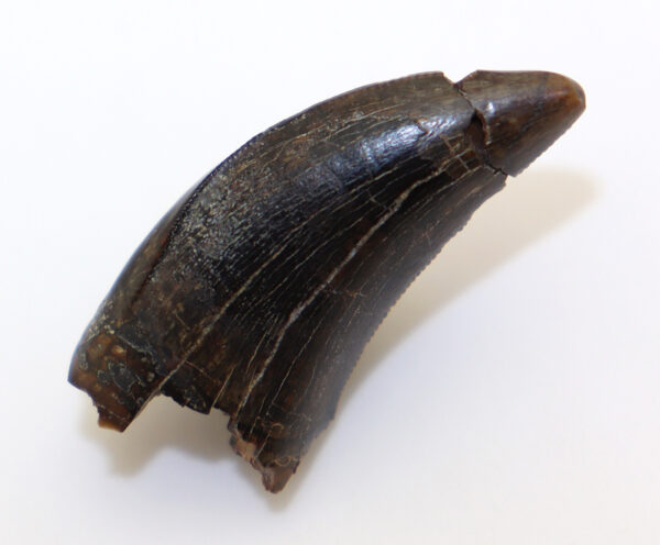 Albertosaurus sarcophagus (OSBORNE) – Bild 2