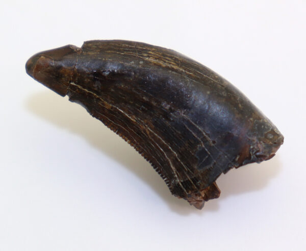 Albertosaurus sarcophagus (OSBORNE)
