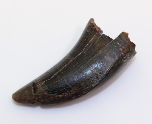 Albertosaurus sarcophagus (OSBORNE) – Bild 3