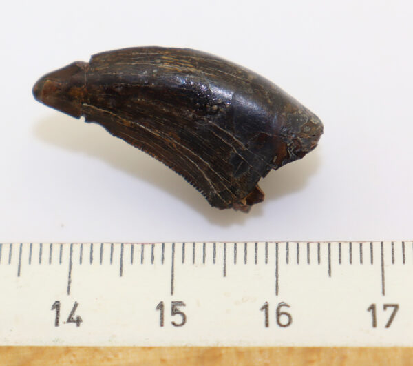 Albertosaurus sarcophagus (OSBORNE) – Bild 5