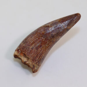 Phytosaurus sp. (von JAEGER)