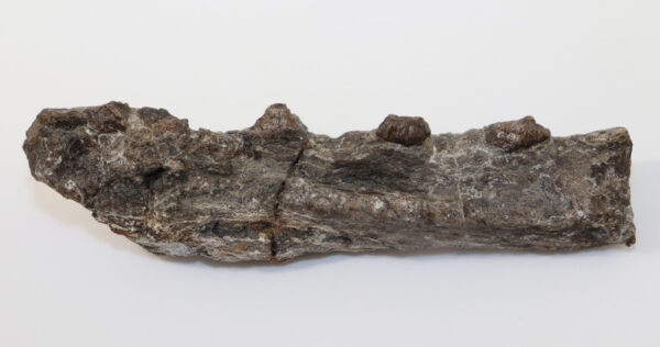 Champsosaurus sp. (COPE)
