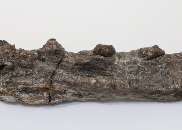 Champsosaurus sp. (COPE) – Bild 2