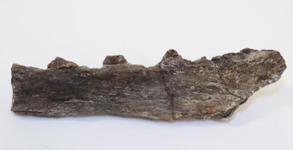 Champsosaurus sp. (COPE) – Bild 3