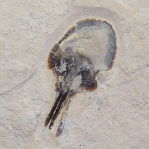 Muensterella scutellaris (MUENSTER)