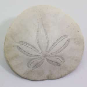 Dendraster excentricus (LAMARCK)