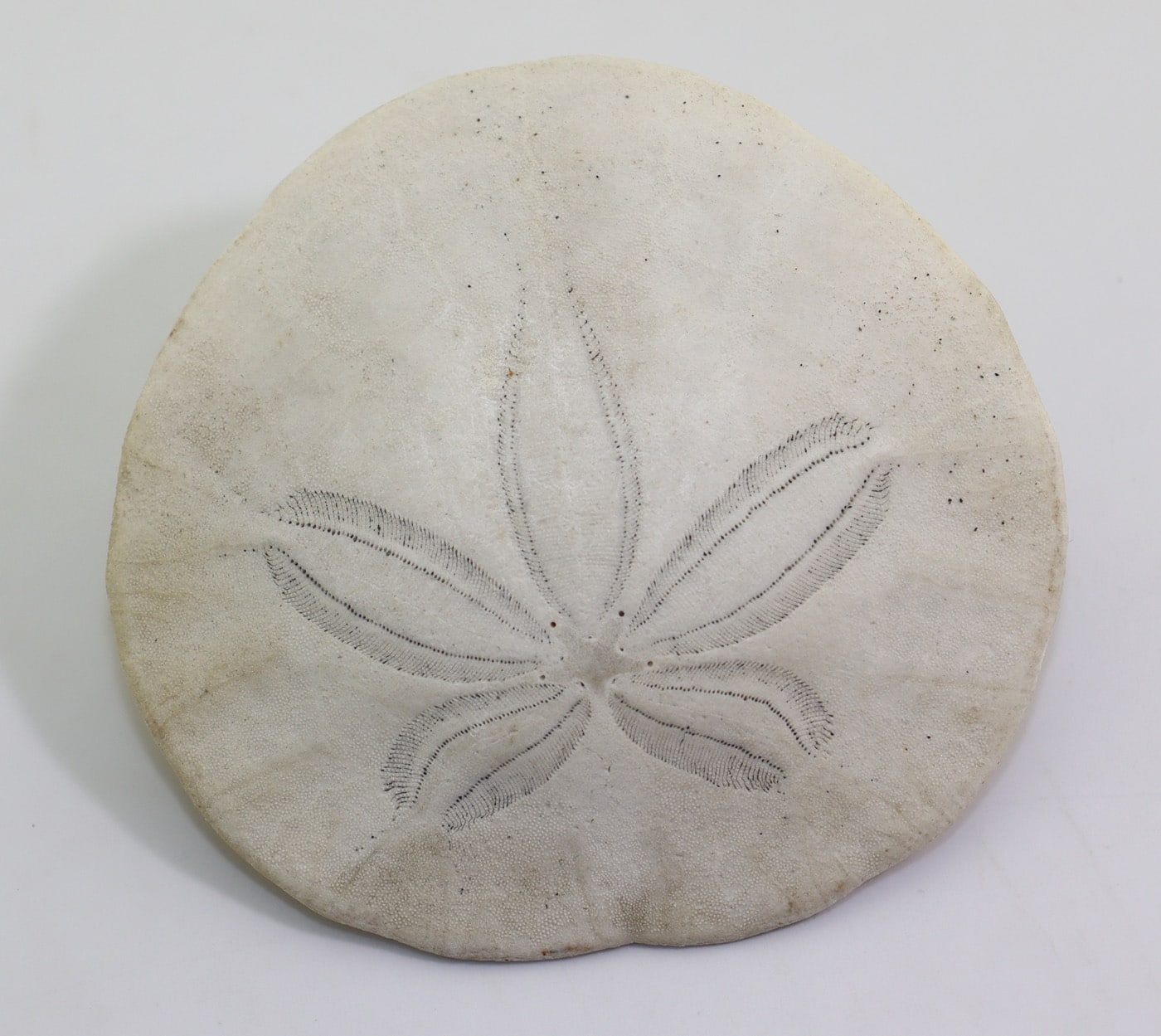 Dendraster excentricus (LAMARCK)