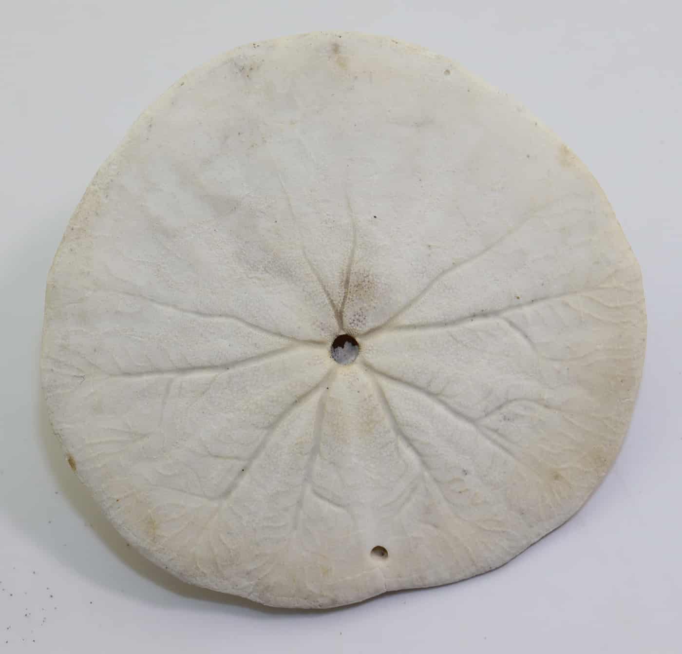 Dendraster excentricus (LAMARCK) – Bild 2