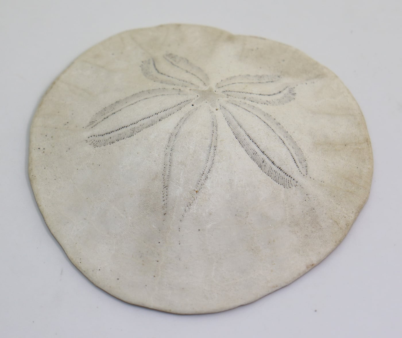 Dendraster excentricus (LAMARCK) – Bild 4