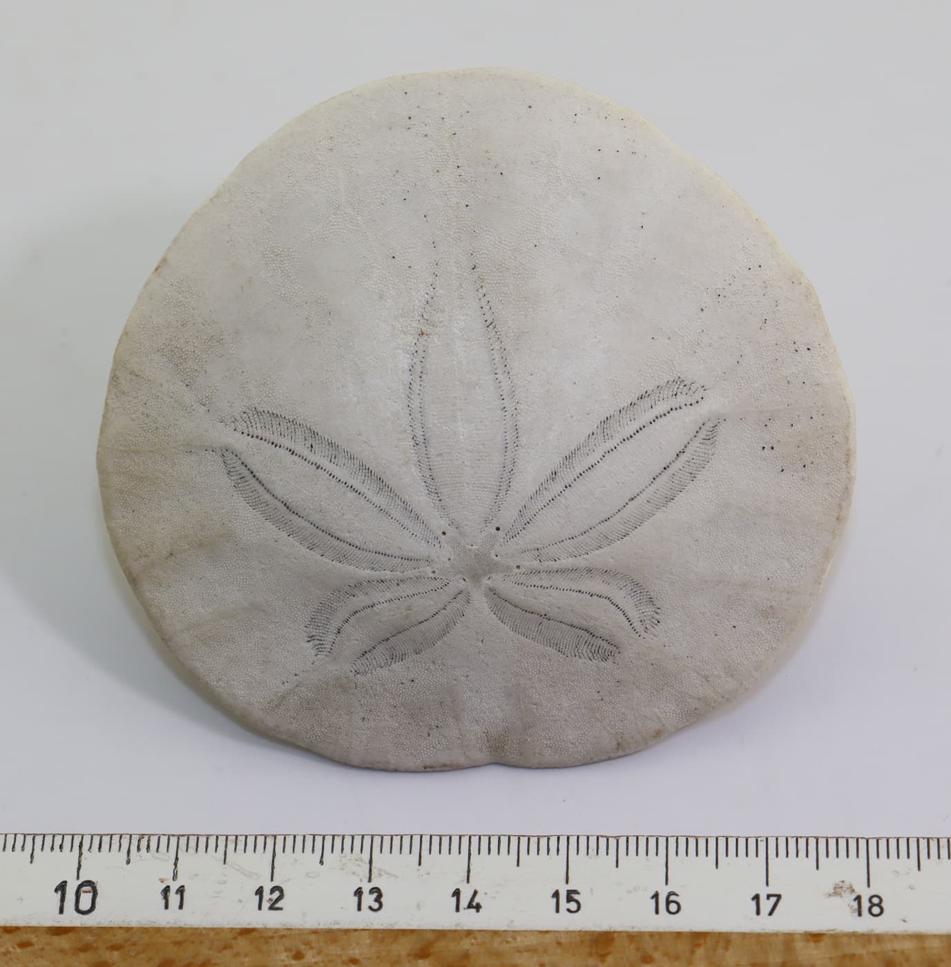 Dendraster excentricus (LAMARCK) – Bild 5