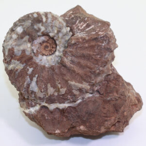 Trachyceras archelaus (LAUBE)