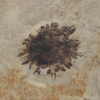 Sycamore sp. (JOPLIN)