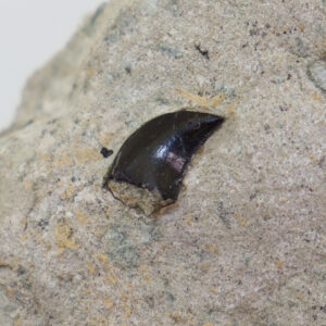 Ornitholestes sp. (OSBORN)