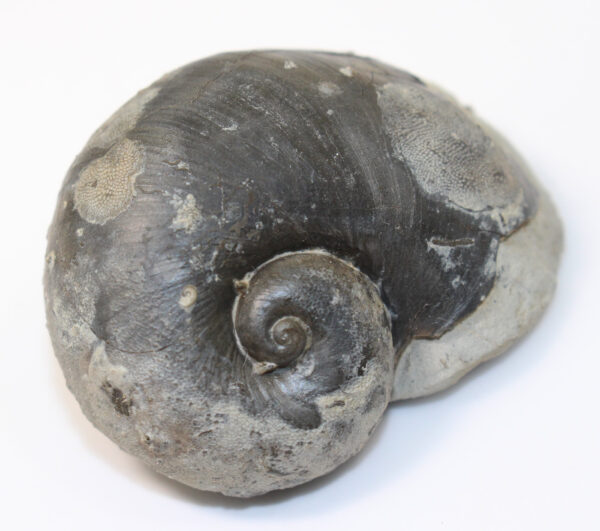 Platyostoma niagarense (HALL) – Bild 2