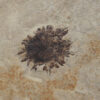 Sycamore sp. (JOPLIN) – Bild 3