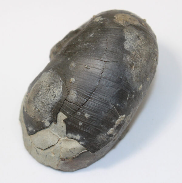 Platyostoma niagarense (HALL) – Bild 4