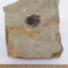 Sycamore sp. (JOPLIN) – Bild 4