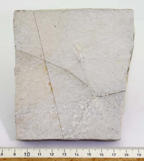 Stenophlebia? (HAGEN) – Bild 6