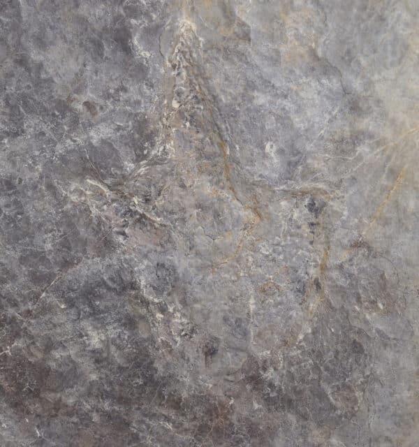 Grallator variabilis (LAPPARENT & MONTENAT)