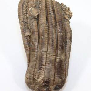 Encrinus lilliformis (LAMARCK)