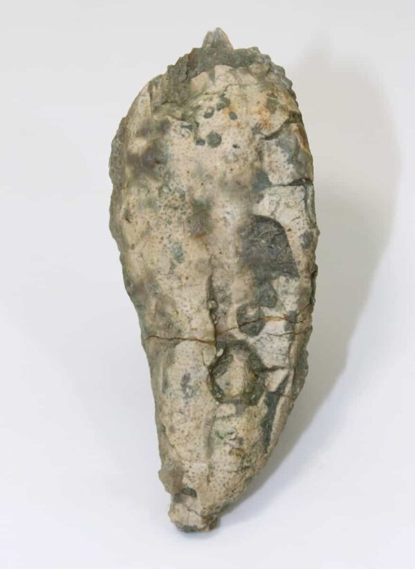 Caryocystites lagenalis (REGNÉLL)
