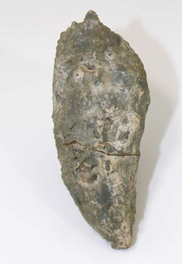 Caryocystites lagenalis (REGNÉLL) – Bild 2