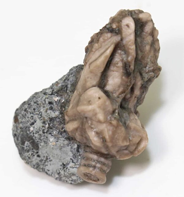 Glyptocystites multiporus (BILLINGS)