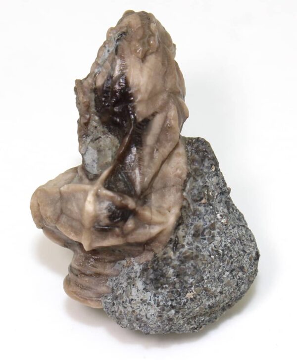 Glyptocystites multiporus (BILLINGS) – Bild 2