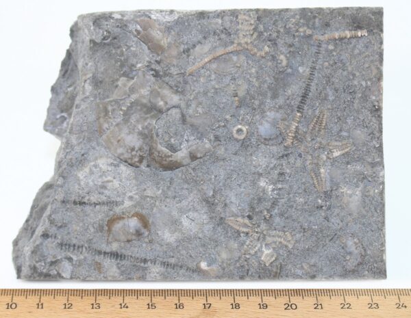 Stenaster salteri (BILLINGS) – Bild 4