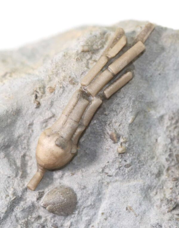 Pisocrinus pilula ( de KONINCK)