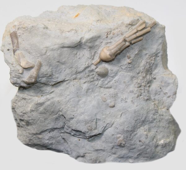 Pisocrinus pilula ( de KONINCK) – Bild 2