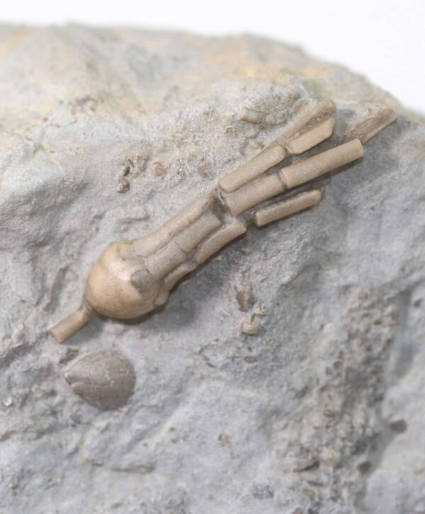 Pisocrinus pilula ( de KONINCK) – Bild 3