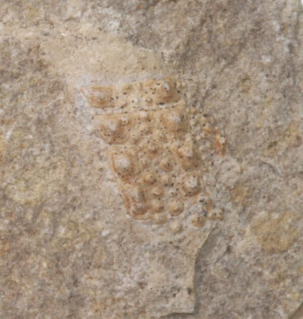Thyestes verrucosus (EICHWALD)