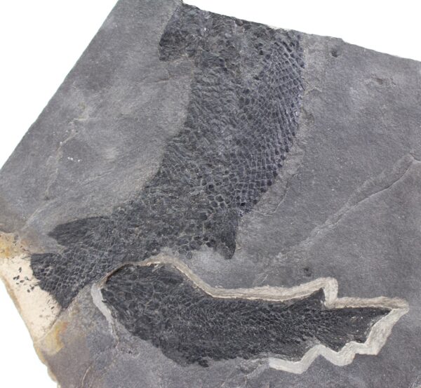 Osteolepis macrolepidotus (AGASSIZ) <br> Gyroptychus agassizi (TRAILL)