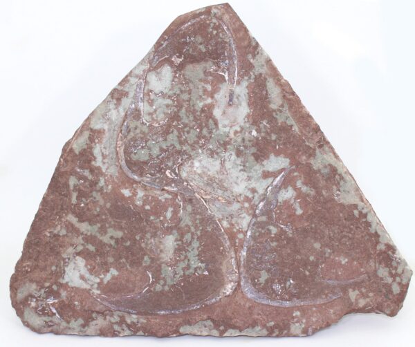 Stensiopelta pustulata (JANVIER) – Bild 2