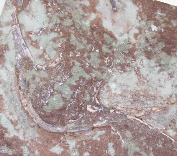 Stensiopelta pustulata (JANVIER) – Bild 6