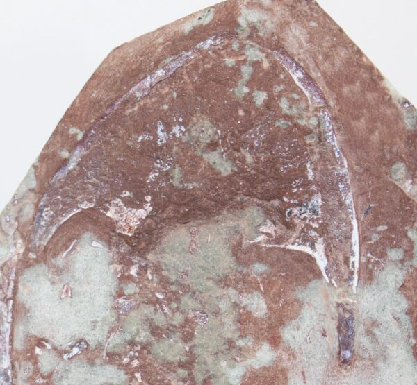 Stensiopelta pustulata (JANVIER) – Bild 4