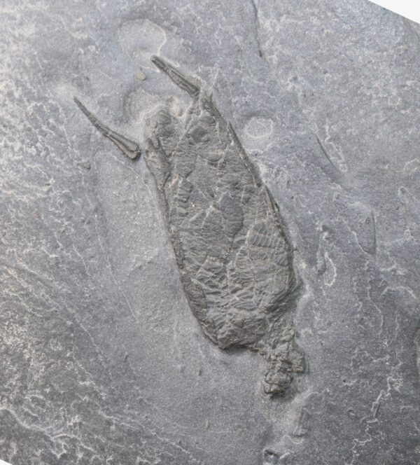 Rhenocystis latidedunculata (DEHM)