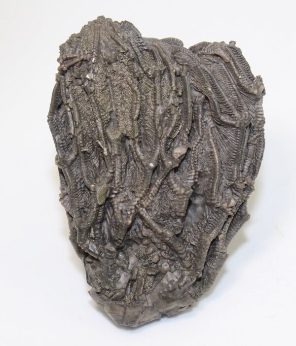 Arthroacantha carpenteri (HINDE)