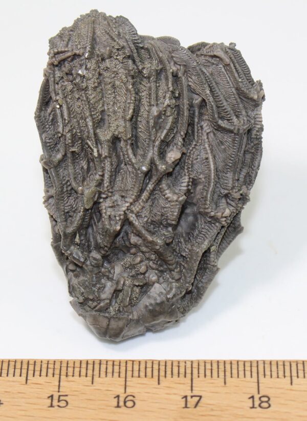 Arthroacantha carpenteri (HINDE) – Bild 2