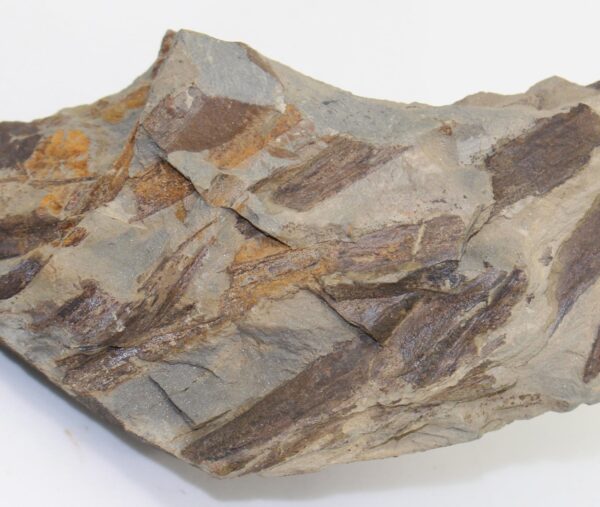 Taeniocrada decheniana (KRÄUSEL & WEYLAND) – Bild 2