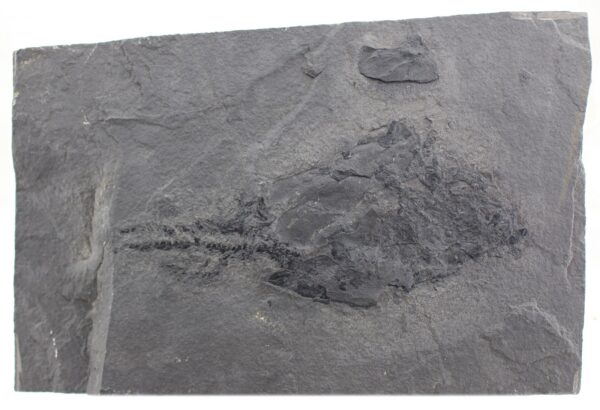 Coccosteus decipiens (AGASSIZ) – Bild 2