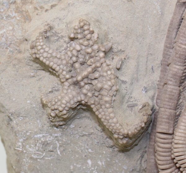 Multicrinoidenplatte, komplette Fossilliste in der Beschreibung – Bild 3
