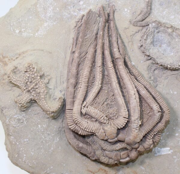 Multicrinoidenplatte, komplette Fossilliste in der Beschreibung – Bild 4