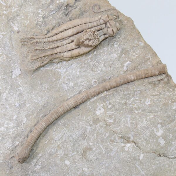 Multicrinoidenplatte, komplette Fossilliste in der Beschreibung – Bild 5