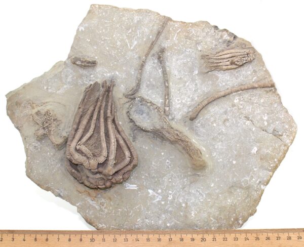 Multicrinoidenplatte, komplette Fossilliste in der Beschreibung – Bild 6