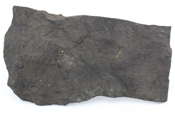 Traquairichthys pygmaeus (FRITSCH)